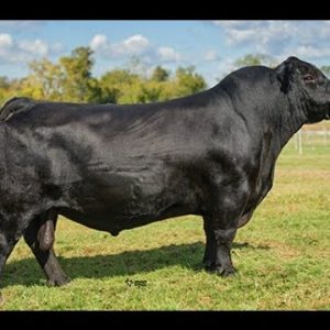 Black Agnus Cattle