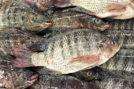 Fresh Tilapia Fish For Sale