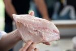 Frozen Fresh White Eel fillet fish for sale