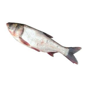 Round Chub Silver Carp Fish for sale